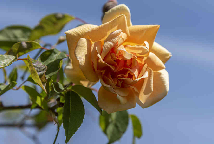 Rosa naranja - parque de Cervantes - Barcelona - Catalunya 2.jpg